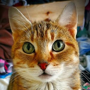 Meet your Posher, Gwen